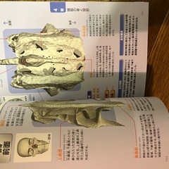 骨と関節のしくみとはたらきパーフェクトじてん辞典の画像