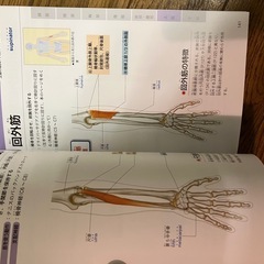 筋肉の名前としくみじてん辞典の画像