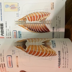 筋肉の名前としくみじてん辞典の画像