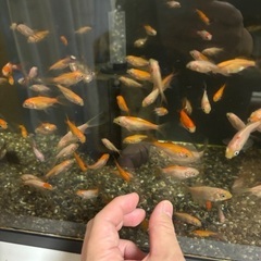 金魚 (コメット ) 100円/匹の画像