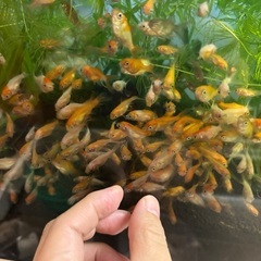 金魚 (コメット ) 100円/匹の画像