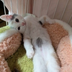 パステル三毛　2ヶ月半の子猫です