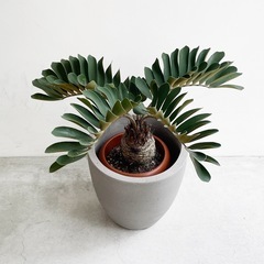 観葉植物 ザミア フルフラセアの画像