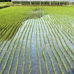 ④令和7年産　新米ヒノヒカリ　玄米30キロの画像