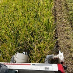 ④令和7年産　新米ヒノヒカリ　玄米30キロの画像