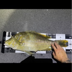 釣り餌10キロ2万売の画像