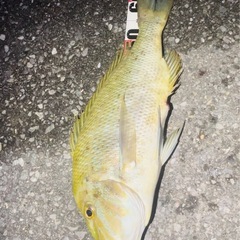 釣り餌10キロ2万売の画像