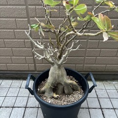 特大　アデニウムアラビカムの画像