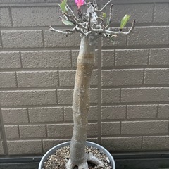 特大　アデニウムアラビカム　バオバブフォームの画像