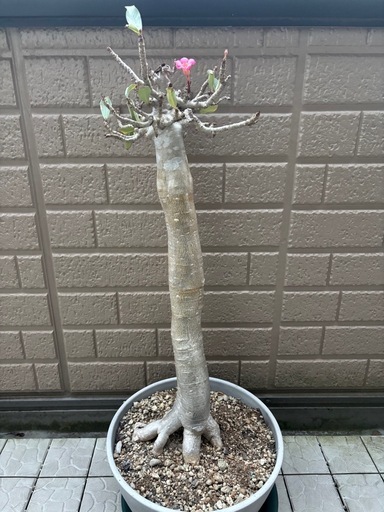 特大　アデニウムアラビカム　バオバブフォーム