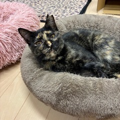 サビ猫　りか　6ヶ月　女の子