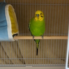 迷子のセキセイインコの飼い主さん探してます