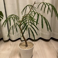 観葉植物　エバーフレッシュの画像