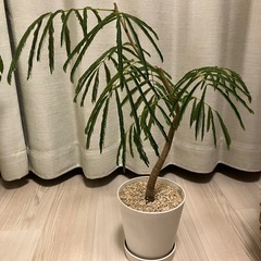 観葉植物　エバーフレッシュの画像