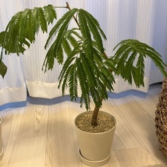 観葉植物　エバーフレッシュの画像