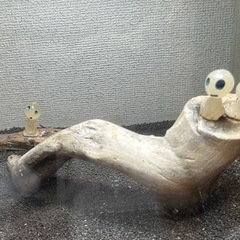 水槽　アクアリウム　セットの画像