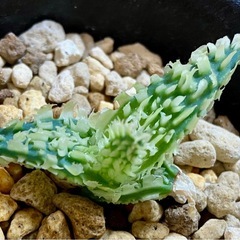 受付まだです⚠️⚠️アロエ　ハイブリッドの画像