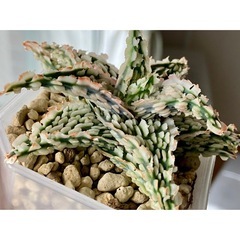 受付まだです⚠️⚠️アロエ　ハイブリッドの画像