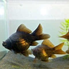 新潟産玉サバ/福ダルマの画像