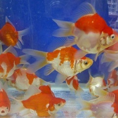 新潟産玉サバ/福ダルマの画像