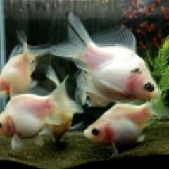 新潟産玉サバ/福ダルマの画像