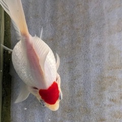 新潟産玉サバ/福ダルマの画像