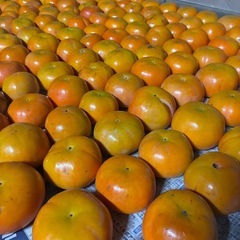 秋の甘柿セット（30個入り）の画像