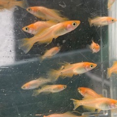 東天紅フレアー　メダカ　めだかの画像