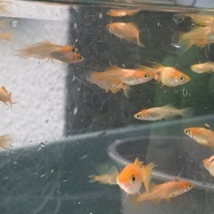 東天紅フレアー　メダカ　めだかの画像