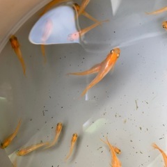 東天紅フレアー　メダカ　めだかの画像