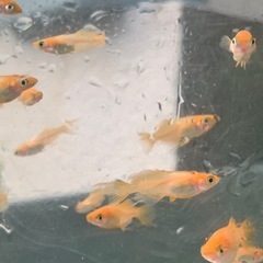 東天紅フレアー　メダカ　めだかの画像