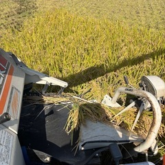 【訳あり】「あいちのかおり」新米10キロの画像