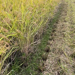 新米「あいちのかおり」30キロ(玄米)の画像