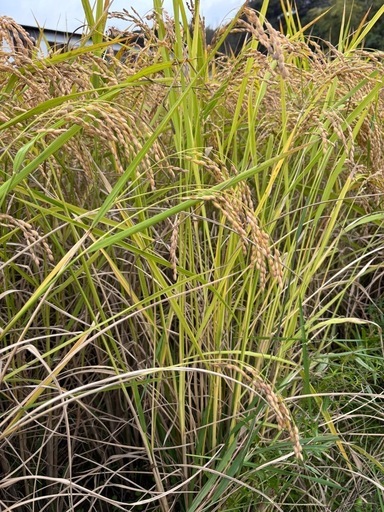 新米「あいちのかおり」30キロ(玄米)