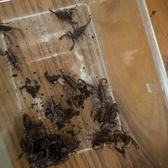 サソリ　ベビー
の画像