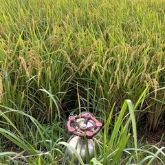 新米30キロ(玄米)の画像