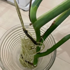 モンステラ株分　根が出ました①
の画像