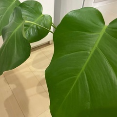 モンステラ株分　根が出ました①
の画像