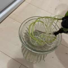 モンステラ　株分　根が出ました②
の画像