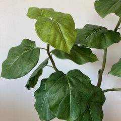 【美品】観葉植物 ウンベラータ フィカスウンベラータ フェイクグリーン 光触媒 CT触媒 インテリア カフェ 造花 リビング キッチン 推し活 チェキ クリスマスの画像