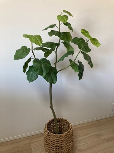 【美品】観葉植物 ウンベラータ フィカスウンベラータ フェイクグリーン 光触媒 CT触媒 インテリア カフェ 造花 リビング キッチン 推し活 チェキ クリスマス