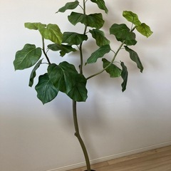 【美品】観葉植物 ウンベラータ フィカスウンベラータ フェイクグリーン 光触媒 CT触媒 インテリア カフェ 造花 リビング キッチン 推し活 チェキ クリスマスの画像