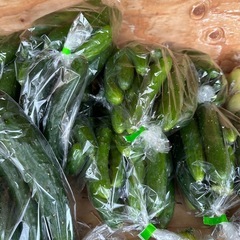 今日は小松菜、ほうれん草、青梗菜、白菜きゅうりありますの画像