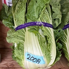 今日は小松菜、ほうれん草、青梗菜、白菜きゅうりありますの画像