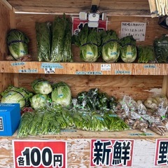 今日は小松菜、ほうれん草、青梗菜、白菜きゅうりありますの画像