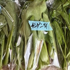 今日は小松菜、ほうれん草、青梗菜、白菜きゅうりありますの画像