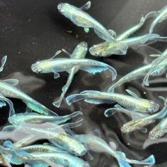 丈夫で初心者さんオススメ🔰の画像