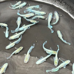 初心者さんオススメ🔰説明読んでください( ..)"の画像