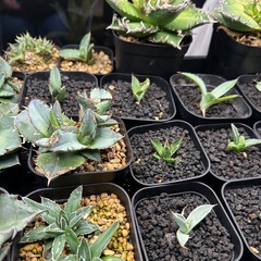 アガベ　子株各種の画像