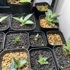 アガベ　子株各種の画像